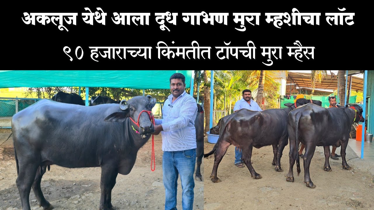 अकलूज येथे आला दुध गाभण मुरा म्हशींचा लॉट विक्रीसाठी | 90 हजाराच्या किंमतीत टॉप ची मुरा म्हैस