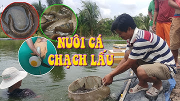 Mô hình nuôi cá chạch lấu thương phẩm thu tiền tỷ