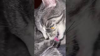 Mimi doing her stuff #cat #pets #cutecat