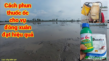 Cách phun thuốc ốc cho vụ đông xuân đạt hiệu quả.