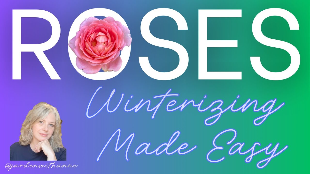 Defy the Deep Freeze: Winterizing Roses Made EASY