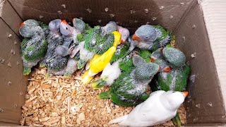 Lalukhet birds market latest video update March 15 2020