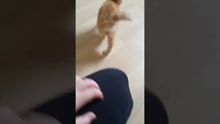 A Day With Kittens - Mango The Kitty