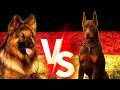 Alman Kurdu Vs Doberman Köpekleri ( German Shepherd ) #almankurdu #doberman#köpek