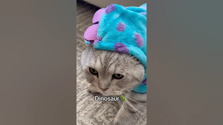 Video 11528351: britishshorthair cat funny, cat funny adorable