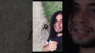 Aranha Caranguejeira Corre Atrás Do Cara