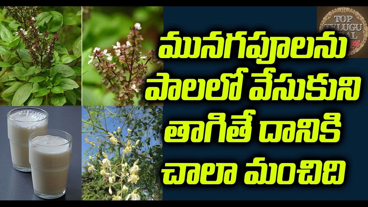 health benefits of drumstick leaves Ayurvedic Health Benefits I