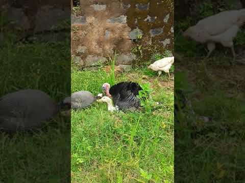 Bronze turkey mating with duck