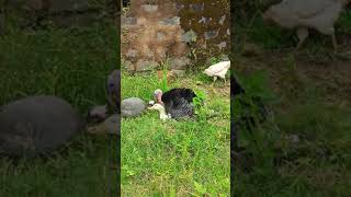 Bronze turkey mating with duck