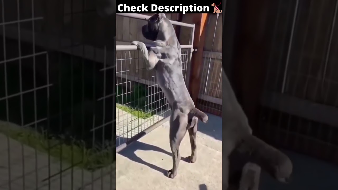 Cane Corso💪Body | Pitbull lover 