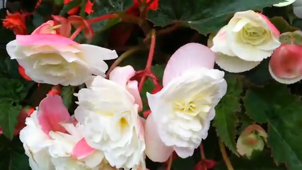 BEGONIAS IN HANGING BASKETS SCENTED