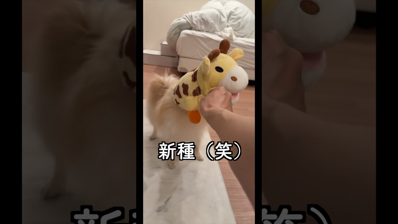 新種のケンタウロス