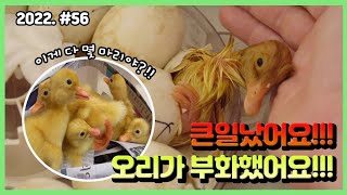 너무 많이 태어나버린 아기 오리들...