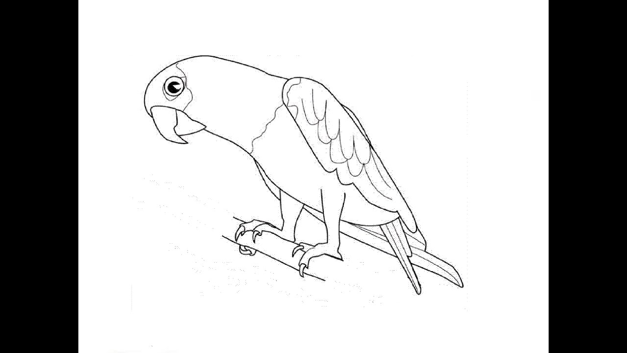 How to Draw a Parrot / Как нарисовать попугая - YouTube