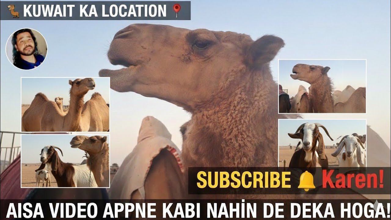 Top 10 Beautiful Camels an ऊंटों के अनोखे नामऊंटों की दुनिया: मिलिए मेरे 10 सबसे प्यारे ऊंटों से! 🐪