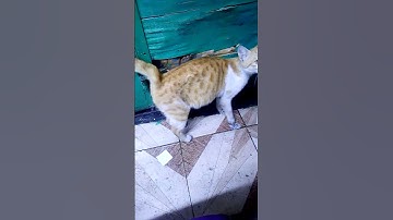 cat and catnip #shorts #catnip #catvideos