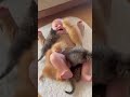 Cutest kitten attack ever 🥰 #baby #kitten #kittenattack #cutebaby #cutekittenvideos #babyshorts