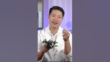 Muốn chữa mụn cóc hãy đắp ngay lá này | Trần Hoàn Hải #shorts