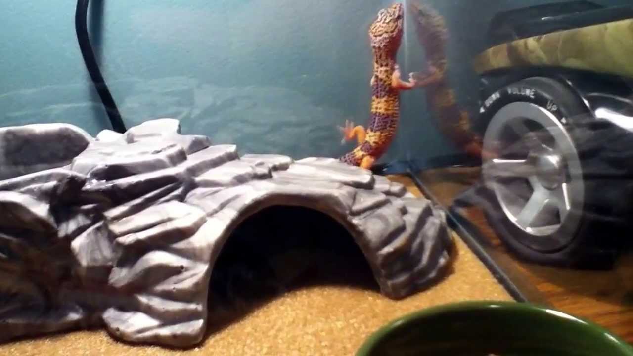 my new leopard gecko zora from petco youtube