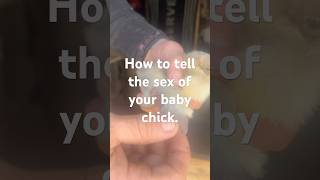 How To Tell What Sex Your Baby Chick Is chickens farming101 farming backyardfarming babychicks