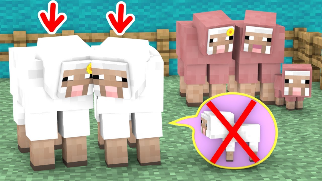 A Poor White Sheep Is Unable To Give Birth - Minecraft Animation - YouTube