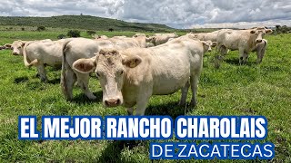 ¿Cual es el MEJOR rancho CHAROLAIS de ZACATECAS? | Rancho Las Cuevas | PARTE 1 | RancheandoAndo