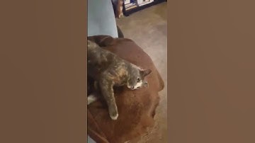 My cat Luna vs catnip #funny #cat #cats #catvideos #catlover #comedy #fyp