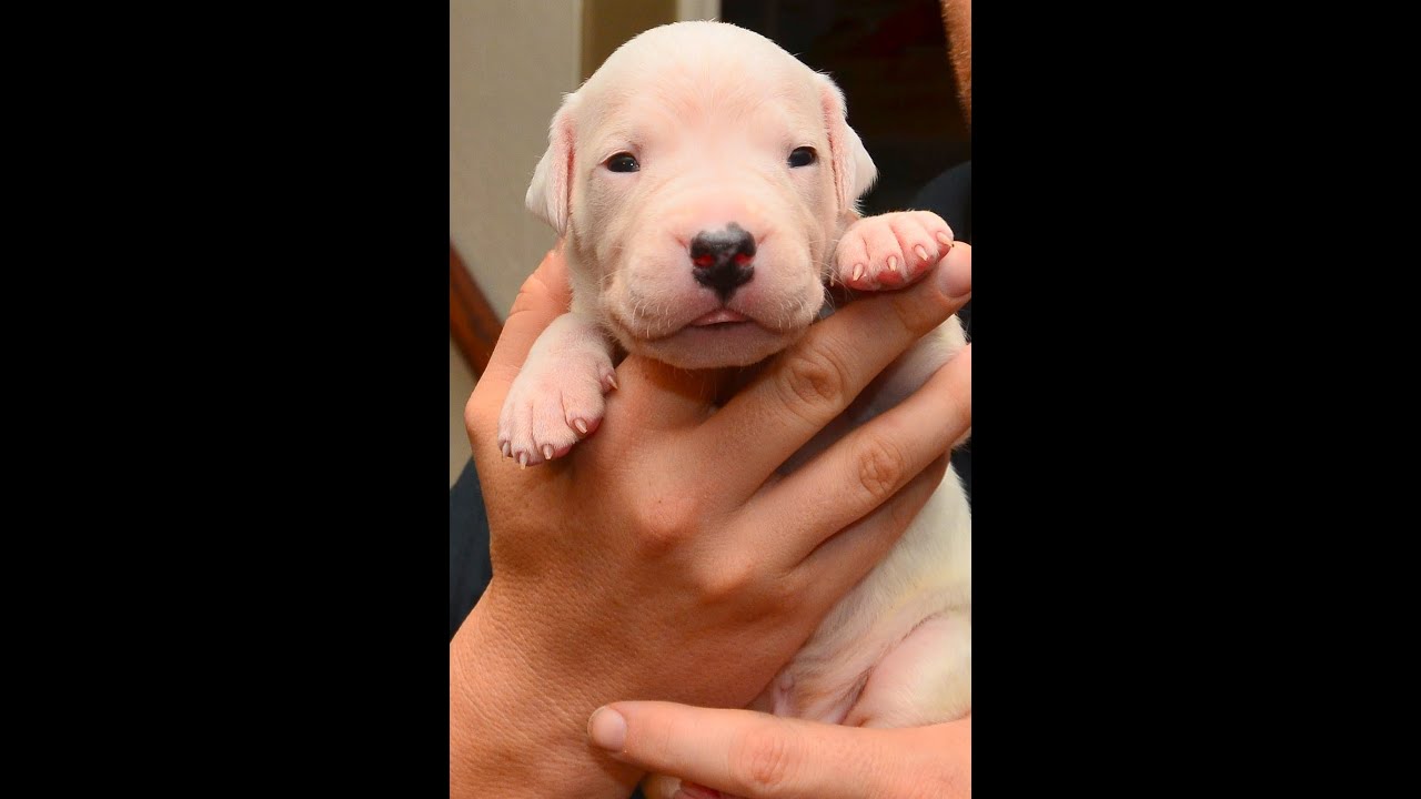 how long is 2 weeks in dog years