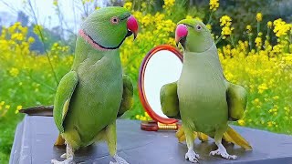 Parrot | Tota | Parrot Talking | Parrot Sounds