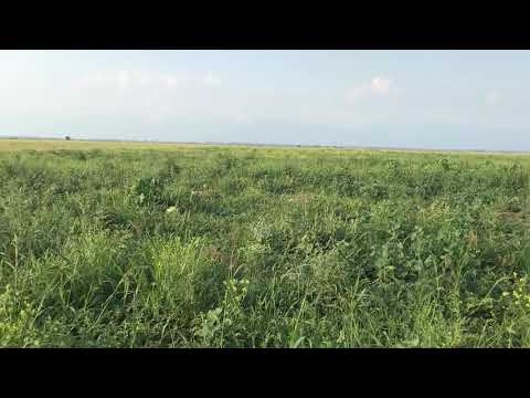 Кахетия. Собираем арбузы