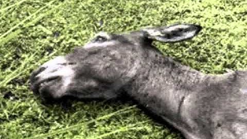 Scriabin Prelude Op. 37 no. 2, played by Richter, Zarafiants, Kissin, Ponti