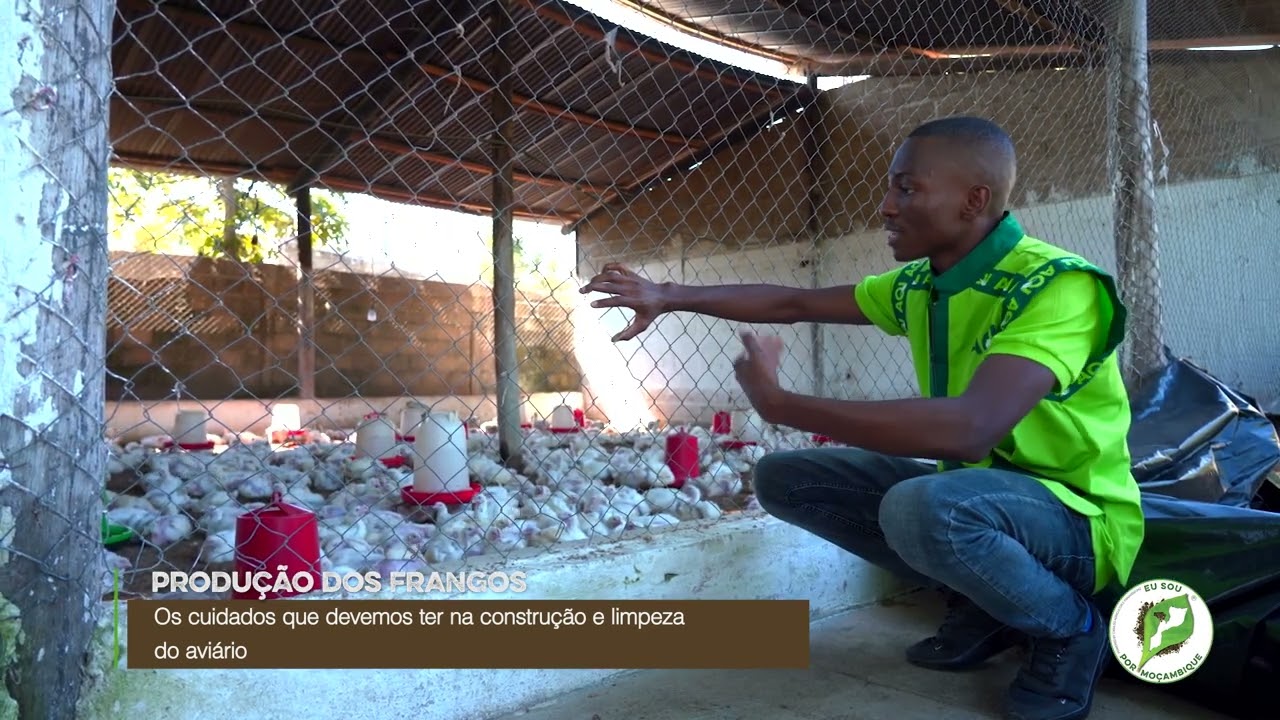 PRODUÇÃO DOS FRANGOS:cuidados que devemos ter na construção e limpeza do aviário / ABC DO AGRICULTOR
