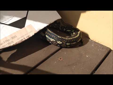 Tobias - The Coastal Carpet Python