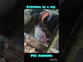 Dystocia in a Pig #pigfarming #farming #vet #treatment #pig