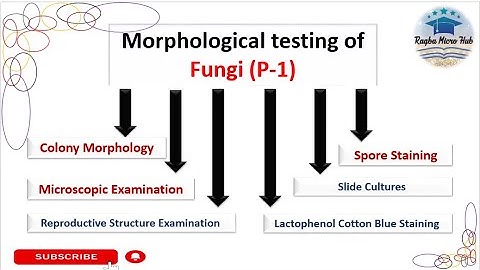 Fungal morphology and structure #mycology