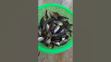 Giăng lưới cá sặc mùa mưa #shorts