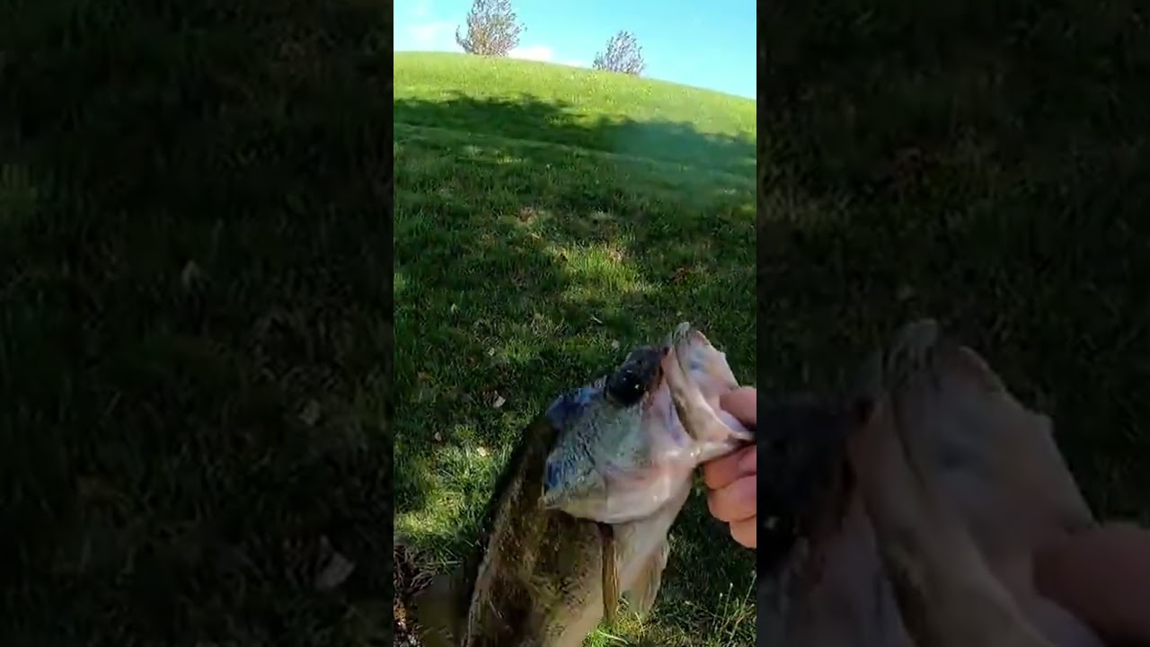 Flipping Lilly Pads for Bass!! 