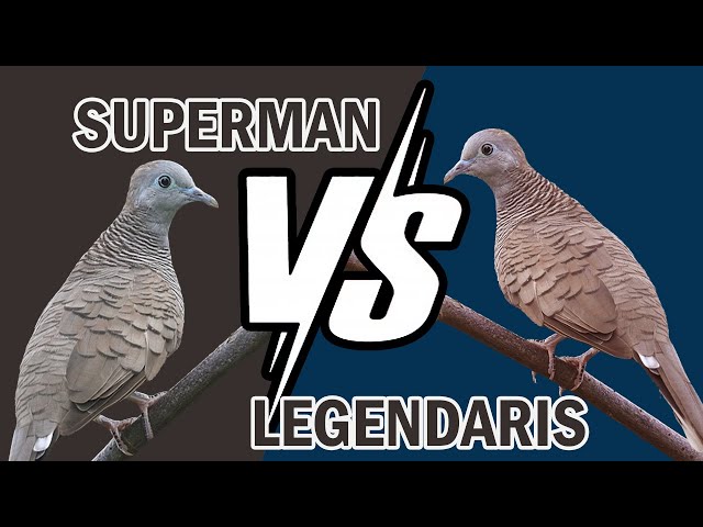 Kualitas Suara Burung Perkutut Sang Juara - Superman vs Legendaris HD Audio class=