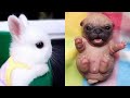 Vídeos De Animais Fofos Bebê Compilação Momento Fofo Dos Animais   Animais Mais Fofos # 5