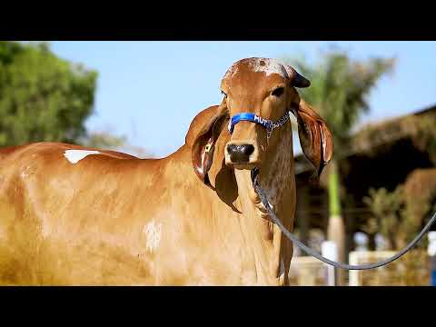 LOTE 09   MUT 5847