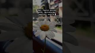 Papatya Mevsimi Öneçıkart