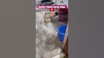 Someone Likes You 🤔🥰♥️😂😜 #funny #memes #comedy #shorts #pug #pets #dogshorts #love #viral