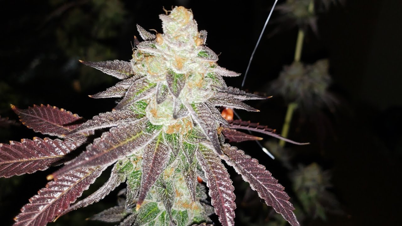 Dosido Before Harvest Day 55