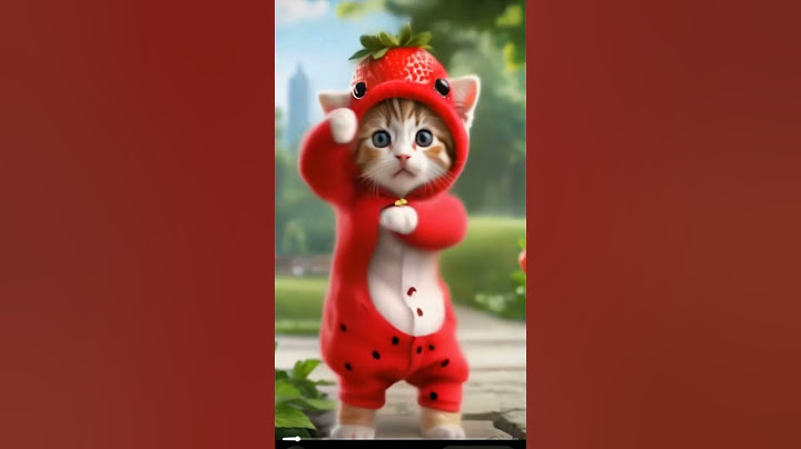 gatinho dançando pet