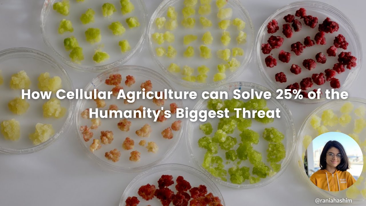 Rania Hashim: "How Animal-Free Meat/Dairy can Change the Game" | Research Showcase