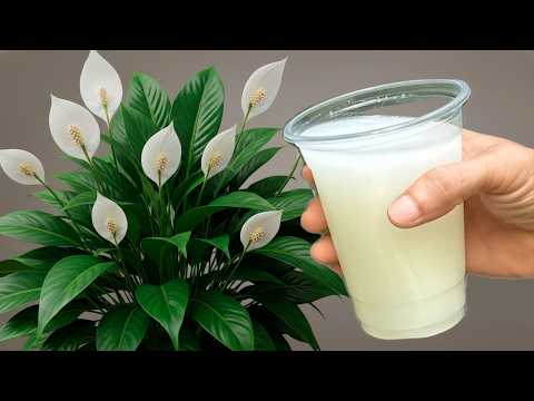 pothos plant scientific name 4
