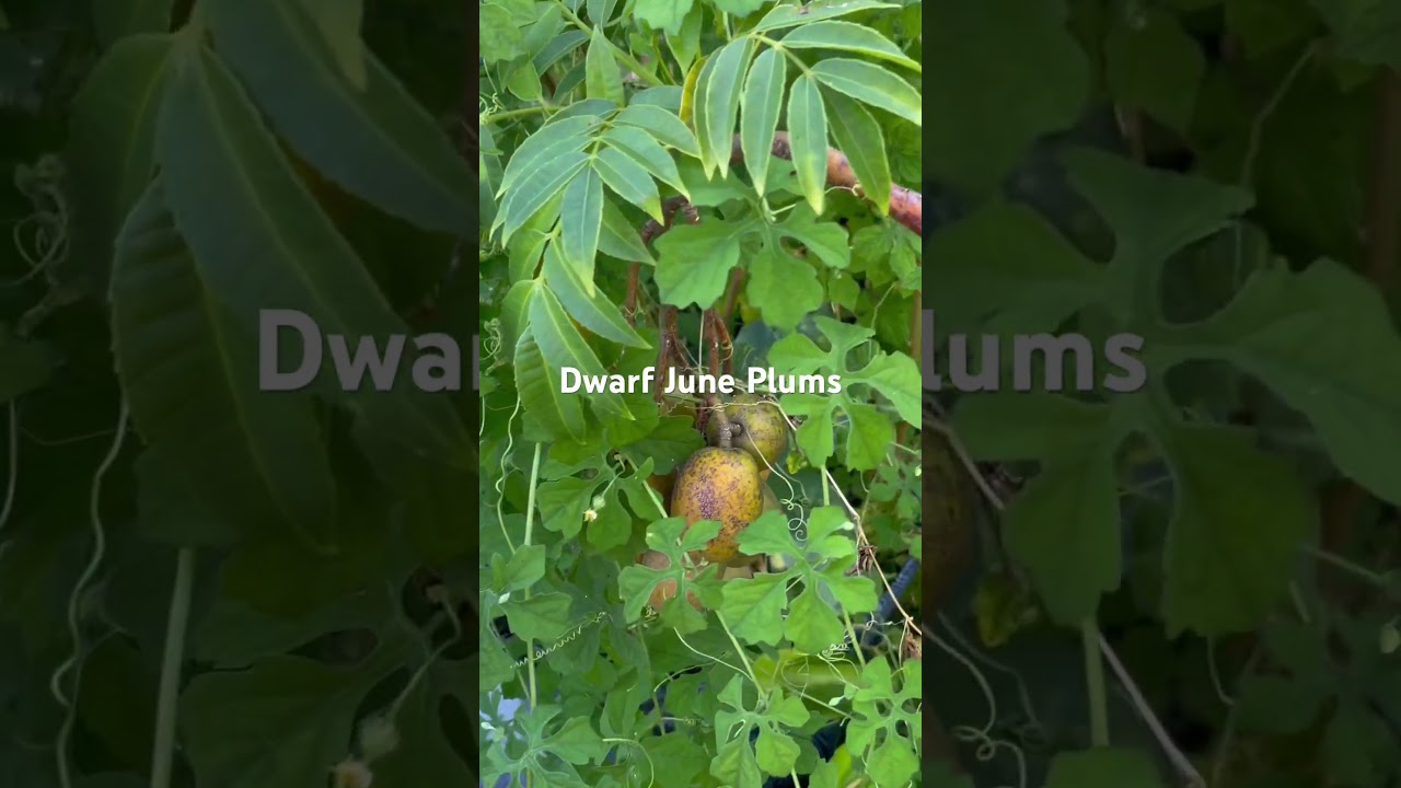 Dwarf June Plums 
