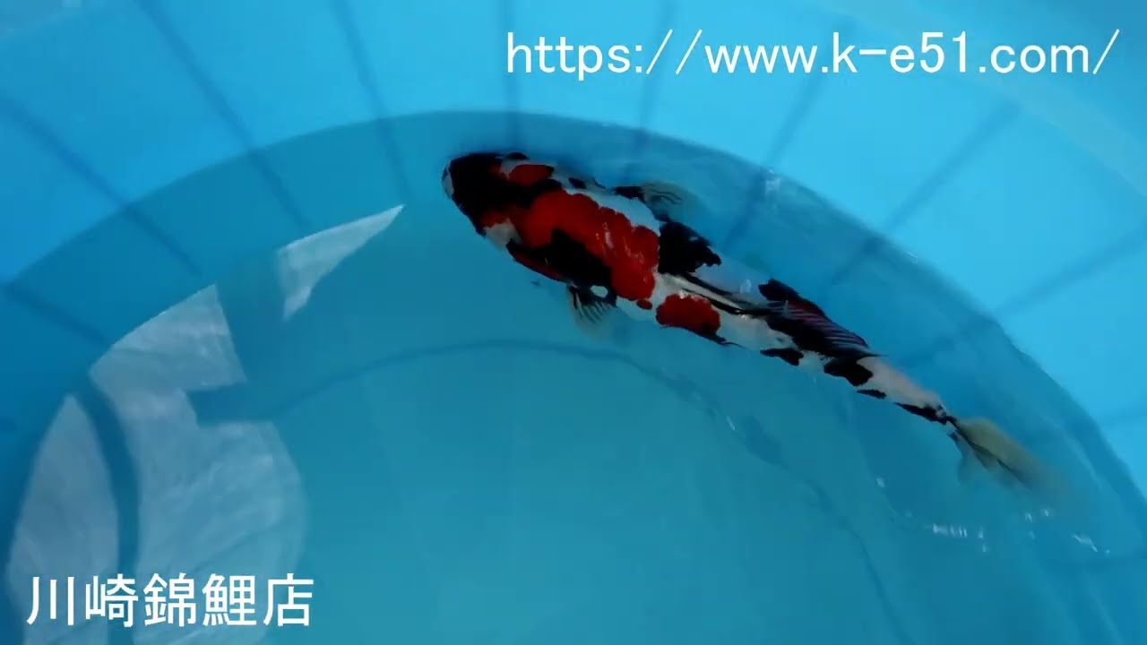 我ら～勝負鯉♪』 浩祐 丸点近代昭和 2歳 41cm 墨待ち！！ 錦鯉