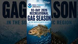 93 Days to Catch Grouper Before Season Closes #fishing #outdoors