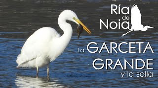 Garceta grande intentando comer una solla, garza branca (Egretta alba). Ría de Noia.